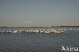 Eastern white pelican (Pelecanus onocrotalus)