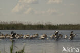 Roze Pelikaan (Pelecanus onocrotalus)