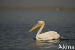 Roze Pelikaan (Pelecanus onocrotalus)