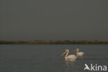 Eastern white pelican (Pelecanus onocrotalus)