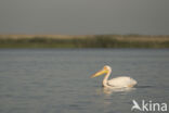 Roze Pelikaan (Pelecanus onocrotalus)