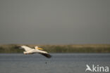 Eastern white pelican (Pelecanus onocrotalus)