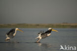 Roze Pelikaan (Pelecanus onocrotalus)