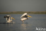 Roze Pelikaan (Pelecanus onocrotalus)