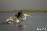 Roze Pelikaan (Pelecanus onocrotalus)