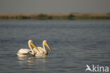 Roze Pelikaan (Pelecanus onocrotalus)