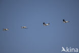 Eastern white pelican (Pelecanus onocrotalus)