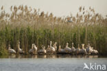 Roze Pelikaan (Pelecanus onocrotalus)