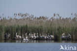 Roze Pelikaan (Pelecanus onocrotalus)