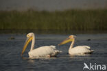 Eastern white pelican (Pelecanus onocrotalus)