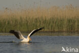 Roze Pelikaan (Pelecanus onocrotalus)