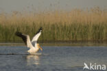 Roze Pelikaan (Pelecanus onocrotalus)