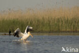 Roze Pelikaan (Pelecanus onocrotalus)