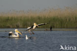 Roze Pelikaan (Pelecanus onocrotalus)