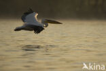 Eastern white pelican (Pelecanus onocrotalus)