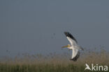 Eastern white pelican (Pelecanus onocrotalus)