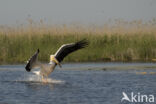 Eastern white pelican (Pelecanus onocrotalus)