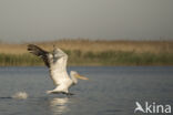 Kroeskoppelikaan (Pelecanus crispus)