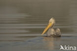 Kroeskoppelikaan (Pelecanus crispus)