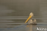 Kroeskoppelikaan (Pelecanus crispus)