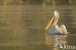 Kroeskoppelikaan (Pelecanus crispus)