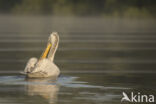 Kroeskoppelikaan (Pelecanus crispus)