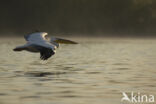 Eastern white pelican (Pelecanus onocrotalus)