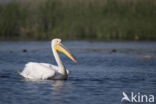 Roze Pelikaan (Pelecanus onocrotalus)