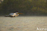 Roze Pelikaan (Pelecanus onocrotalus)