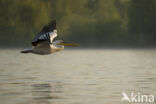 Roze Pelikaan (Pelecanus onocrotalus)