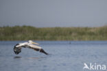 Kroeskoppelikaan (Pelecanus crispus)