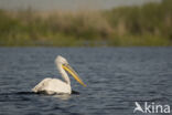 Kroeskoppelikaan (Pelecanus crispus)