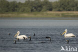 Dalmatian pelican (Pelecanus crispus)