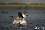 Dalmatian pelican (Pelecanus crispus)