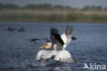 Kroeskoppelikaan (Pelecanus crispus)