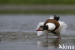 Shelduck (Tadorna tadorna)