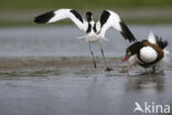 Shelduck (Tadorna tadorna)