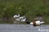 Shelduck (Tadorna tadorna)