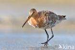 Grutto (Limosa limosa)