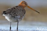 Black-tailed Godwit (Limosa limosa)