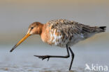 Black-tailed Godwit (Limosa limosa)