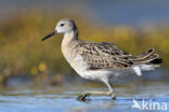 Ruff (Philomachus pugnax)