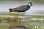 Lapwing (Vanellus vanellus)