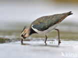 Lapwing (Vanellus vanellus)