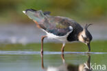 Lapwing (Vanellus vanellus)