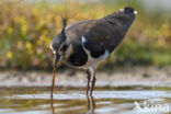 Lapwing (Vanellus vanellus)