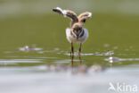 Little Ringed Plover (Charadrius dubius)