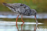 Zwarte Ruiter (Tringa erythropus)