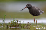 Spotted Redshank (Tringa erythropus)