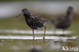 Spotted Redshank (Tringa erythropus)